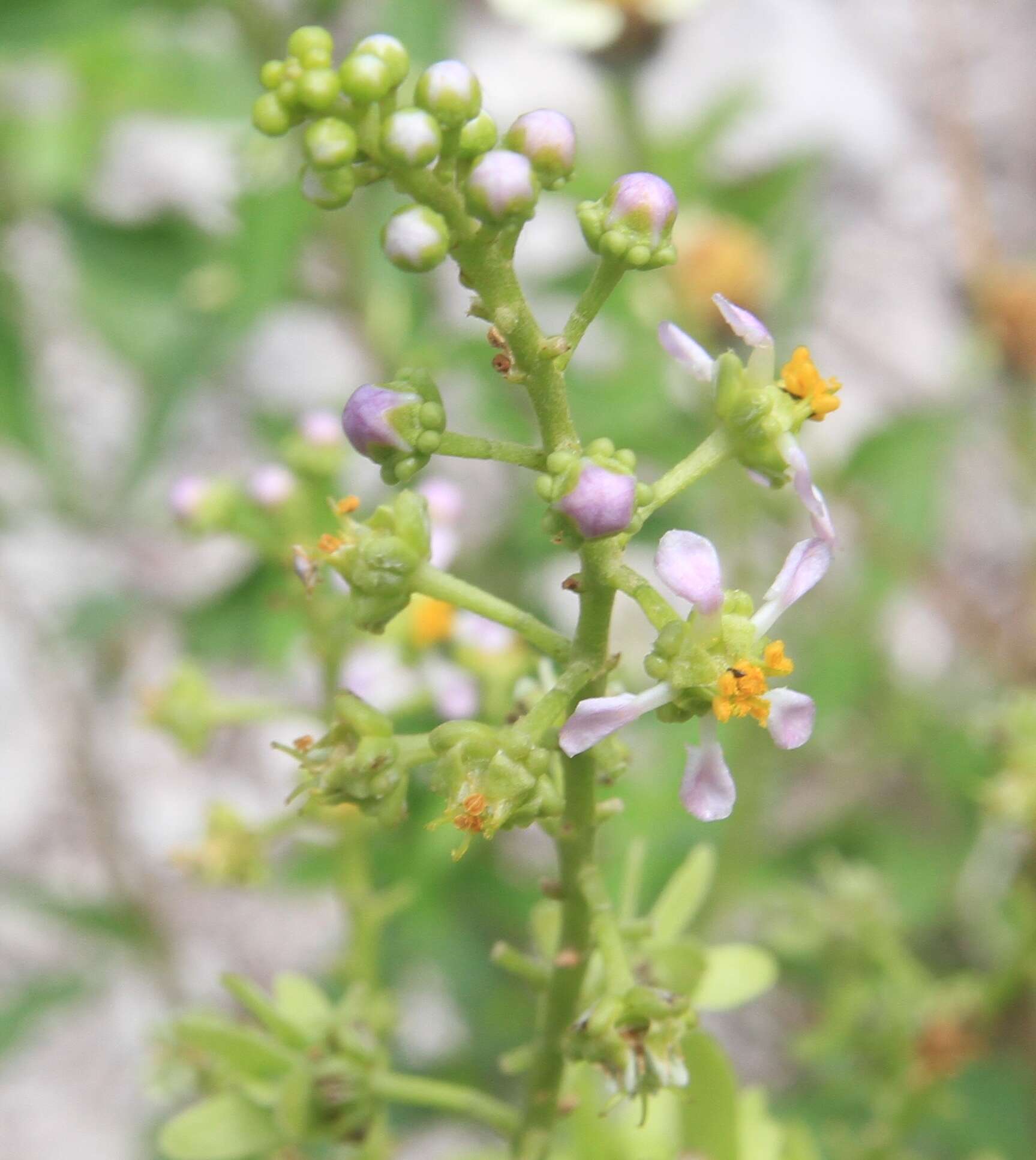 Image of Adelphia hiraea (Gaertn.) W. R. Anderson