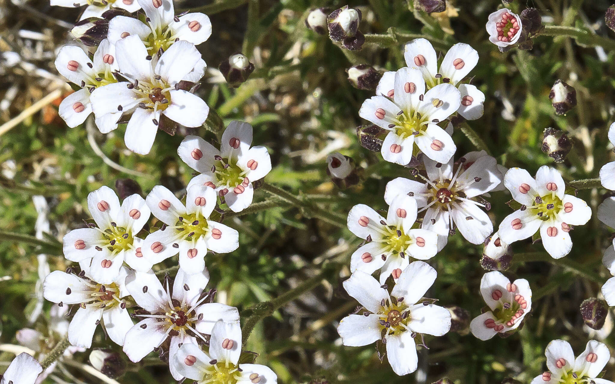 Image of King's rosy sandwort