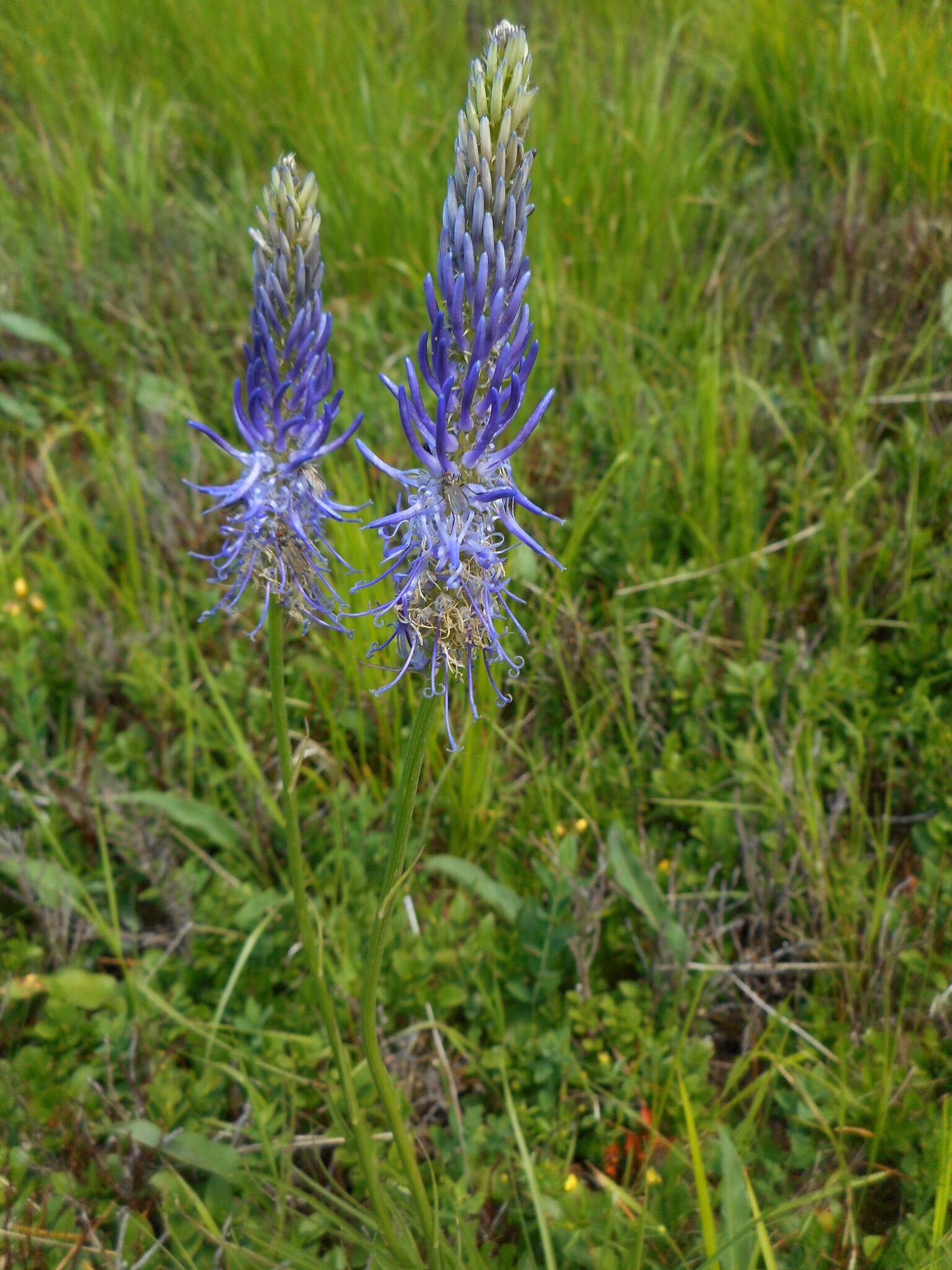 Image of Phyteuma scorzonerifolium Vill.