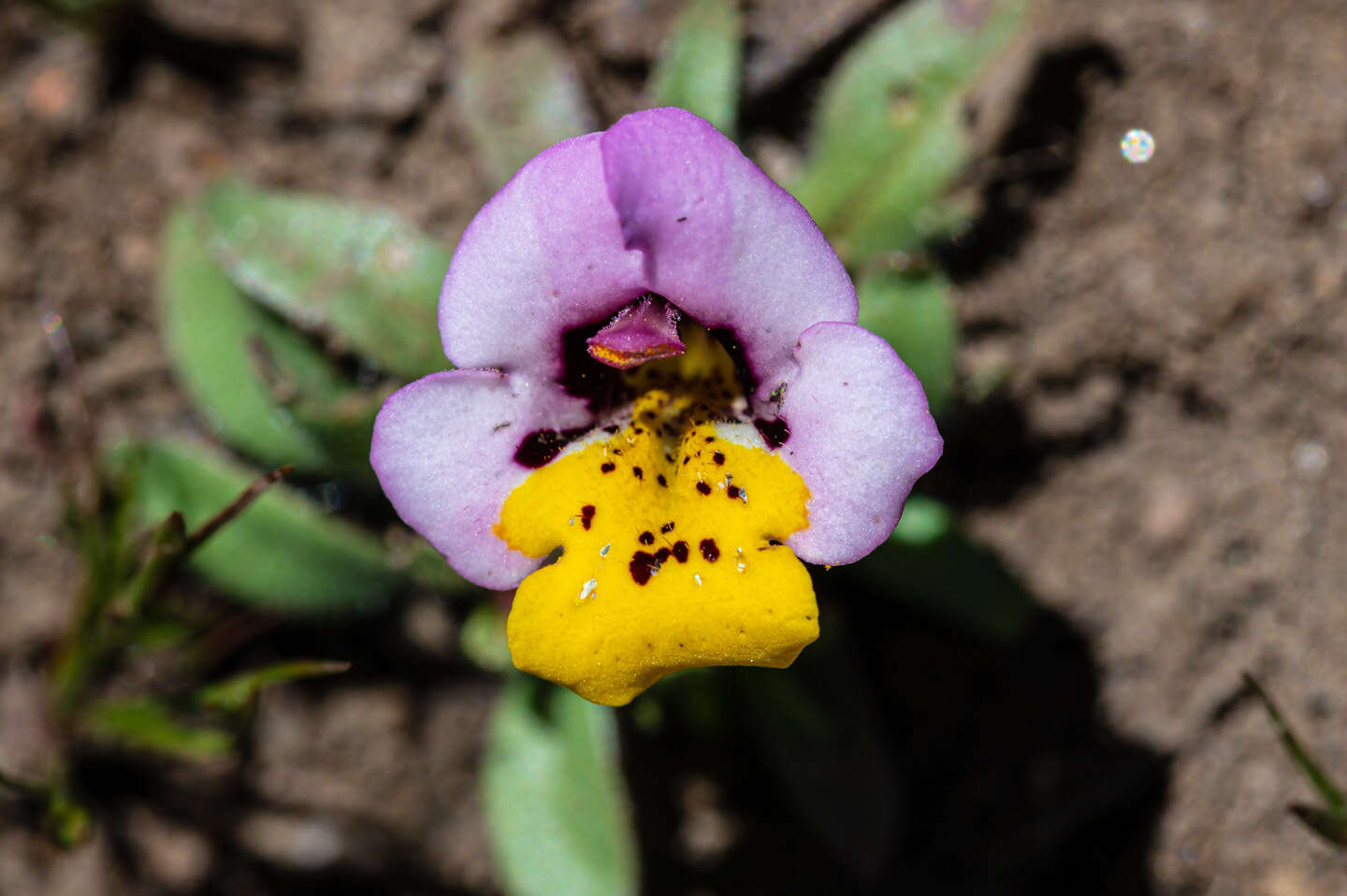 Image of Yellow-Lip Pansy Monkey-Flower