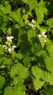 Image of Lamium flexuosum Ten.