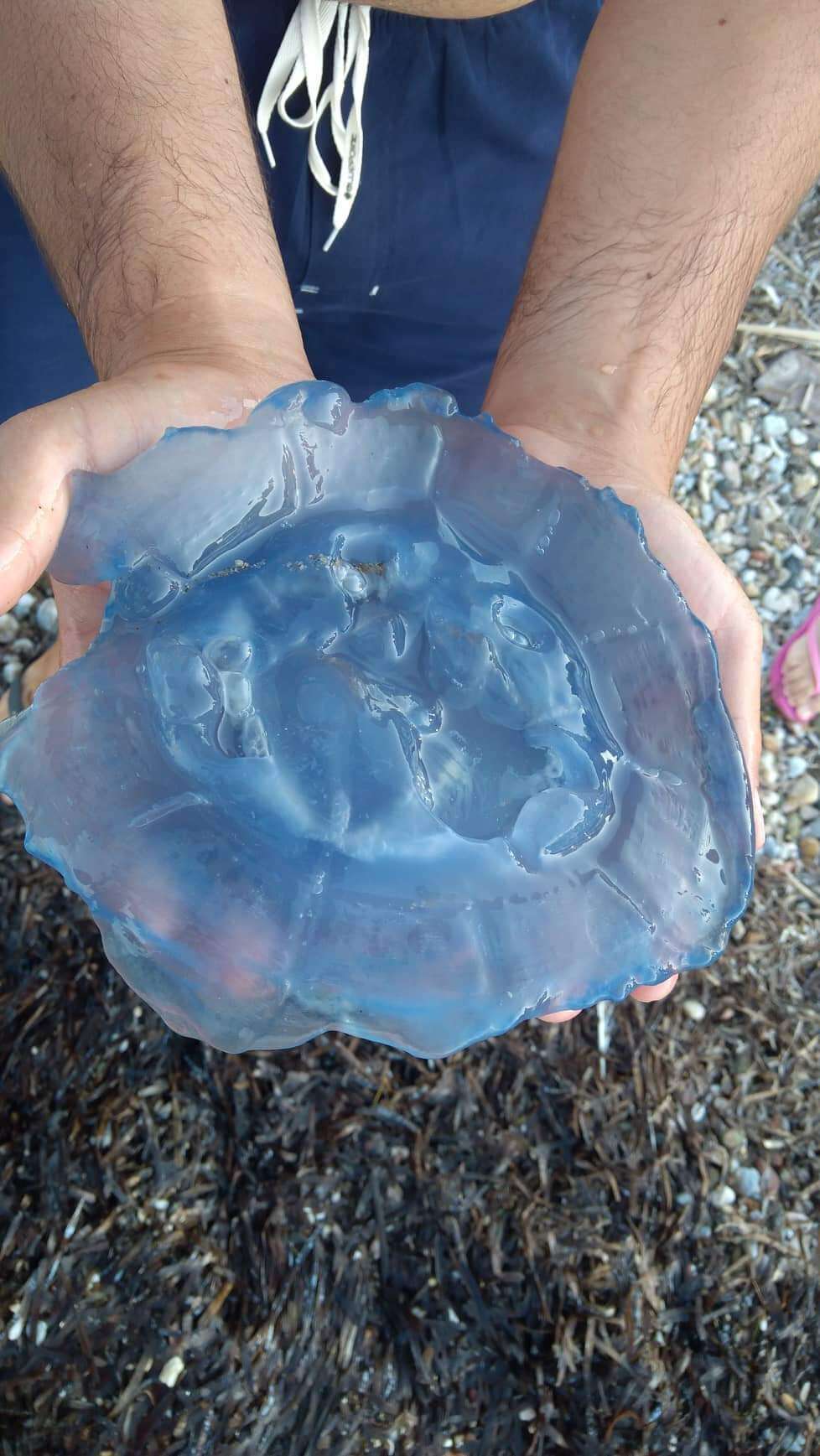 Image of barrel jellyfish