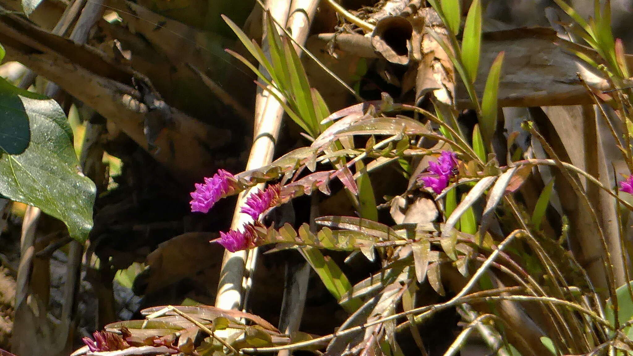 Imagem de Isochilus alatus Schltr.