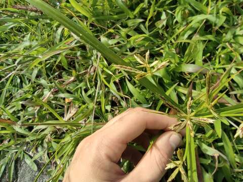 Image of Roadside Flat Sedge