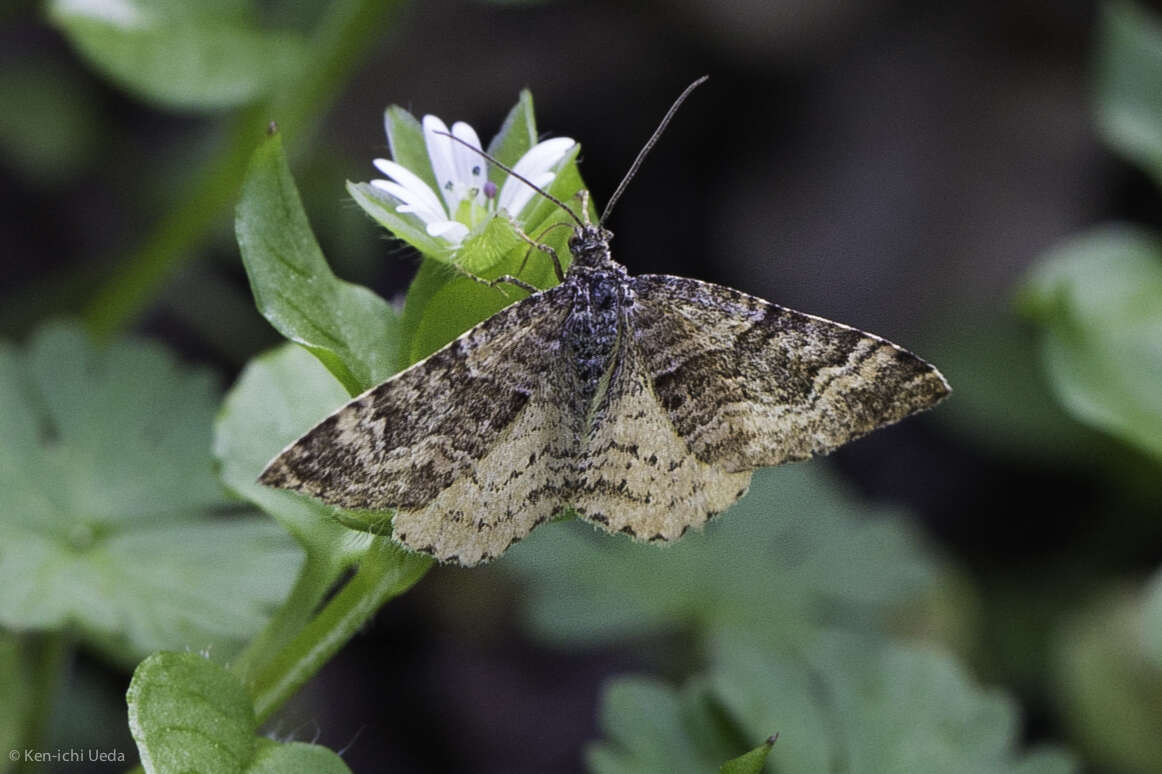 Слика од Epirrhoe plebeculata Guenée 1858