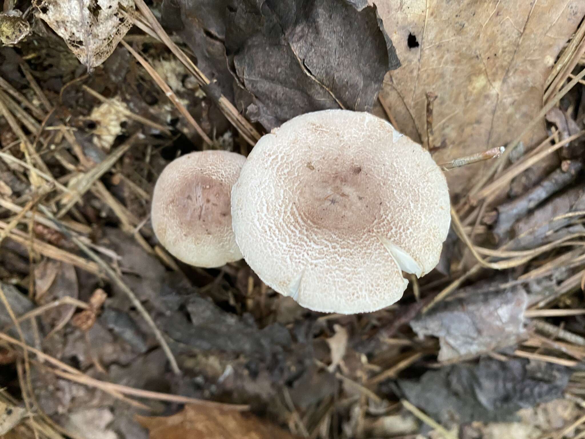 Image of Leucocoprinus brunnescens (Peck) Pegler 1983