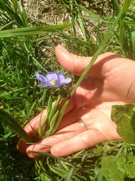 Image of Prairie pleatleaf