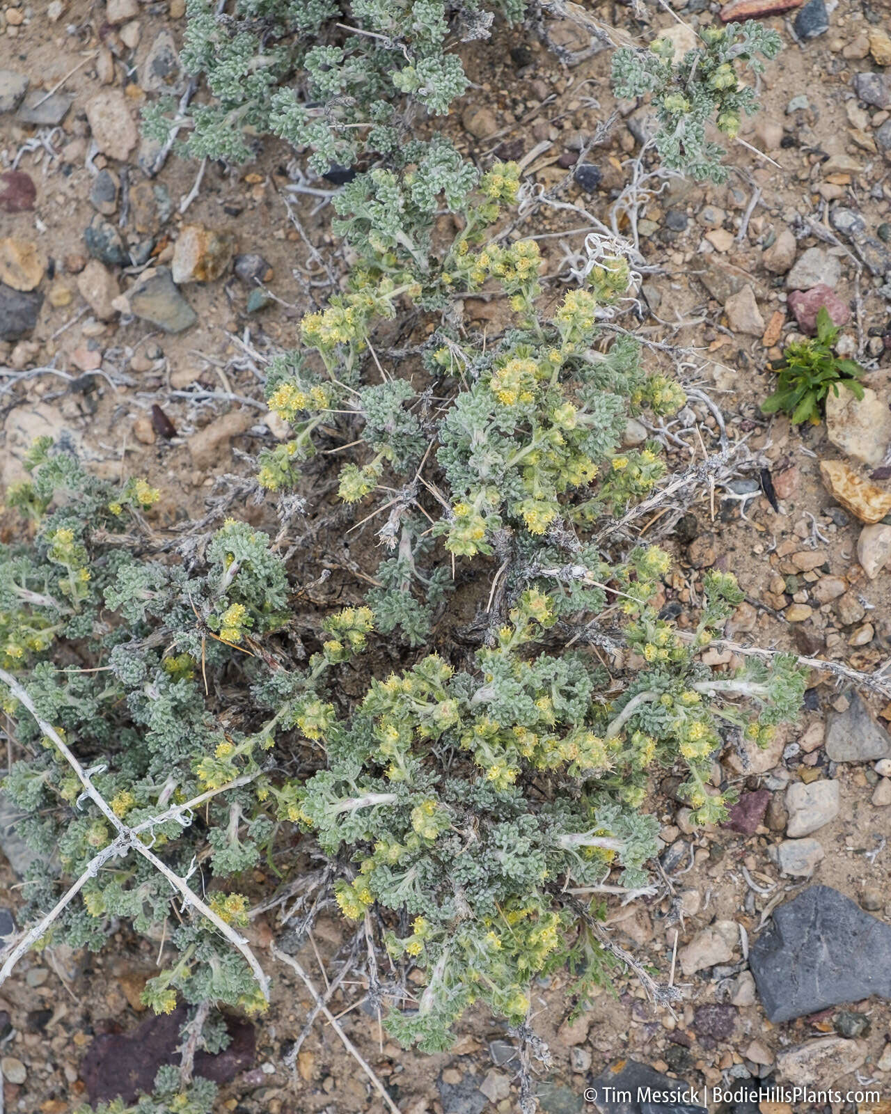 Image of bud sagebrush