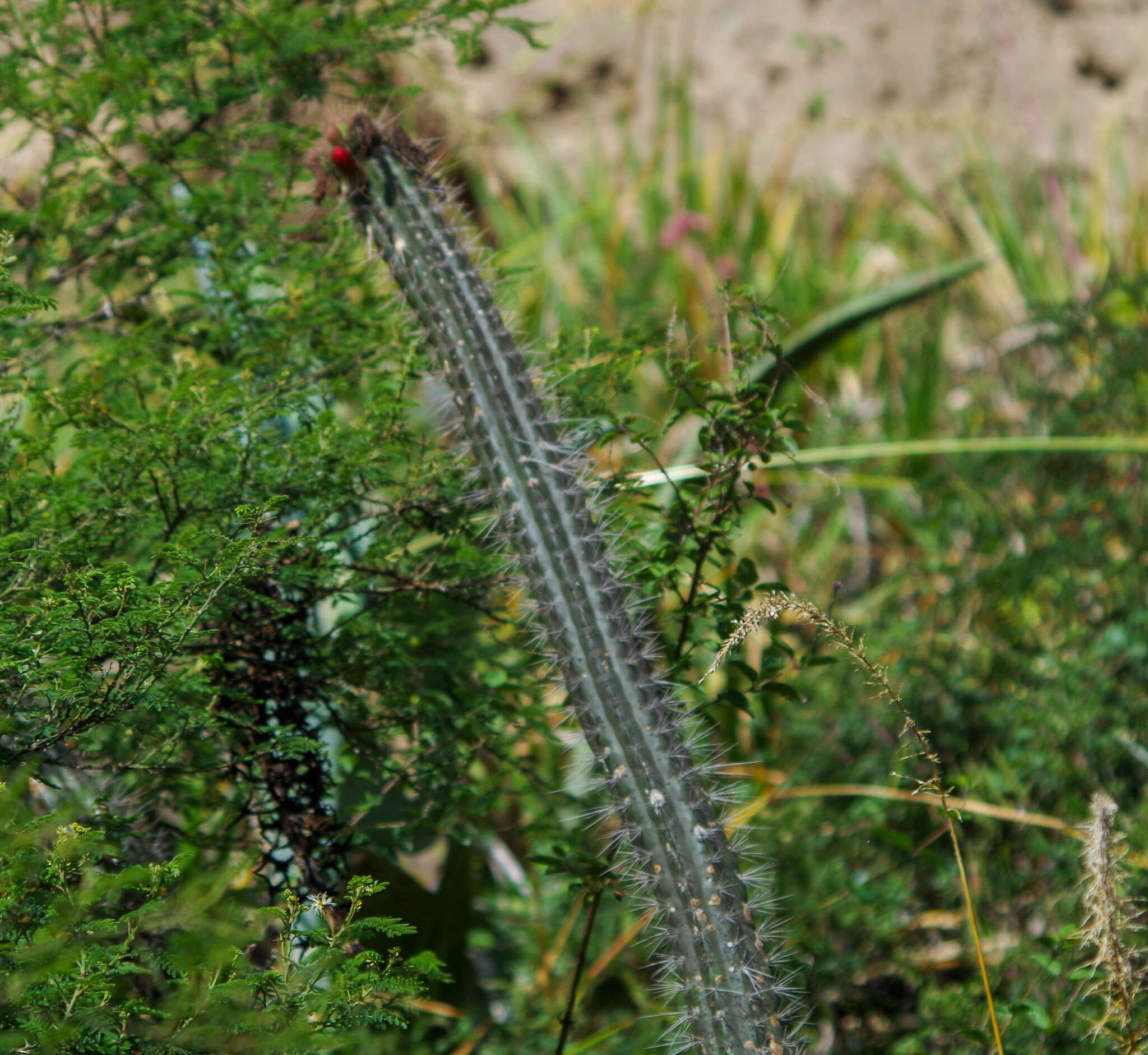 Image of Cleistocactus sepium (Kunth) F. A. C. Weber