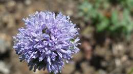 Image of bluehead gilia