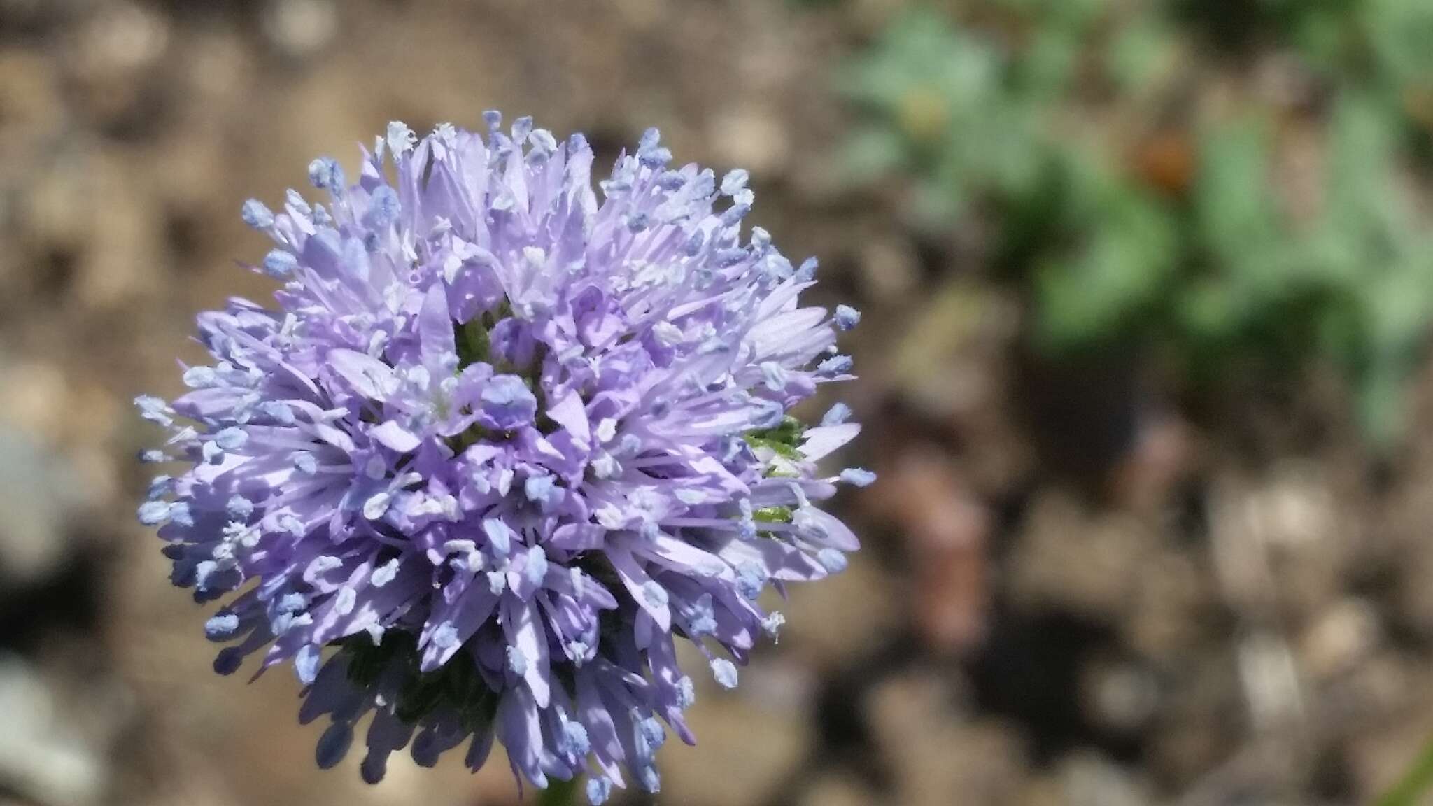 Image of bluehead gilia