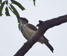 Image of Silver-crowned Friarbird