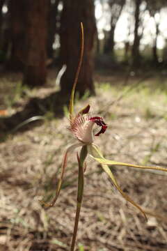 Image of Heberle's spider orchid