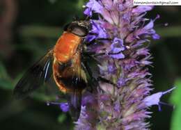 Image of Volucella jeddona Bigot 1875