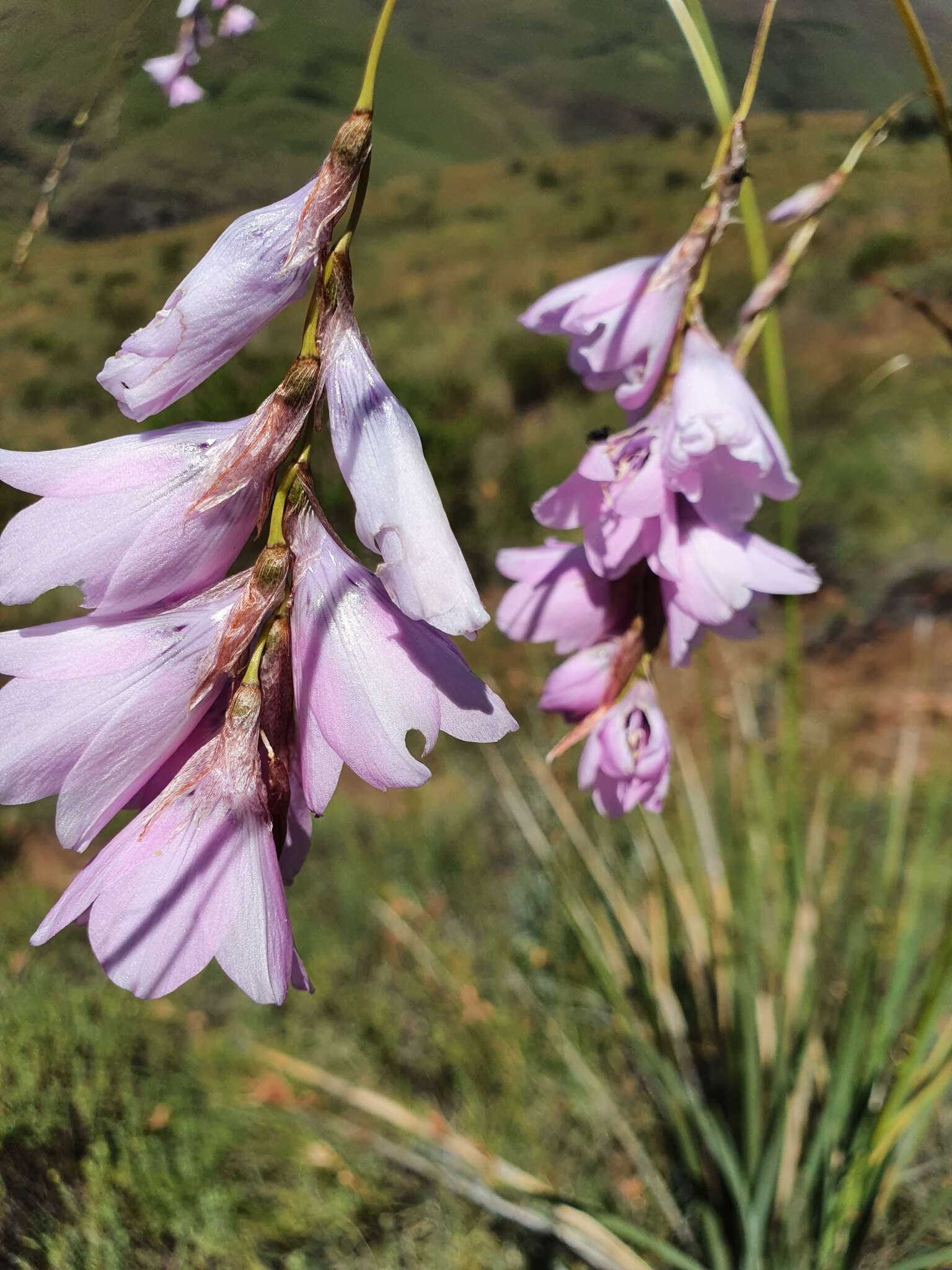 Imagem de Dierama robustum N. E. Br.