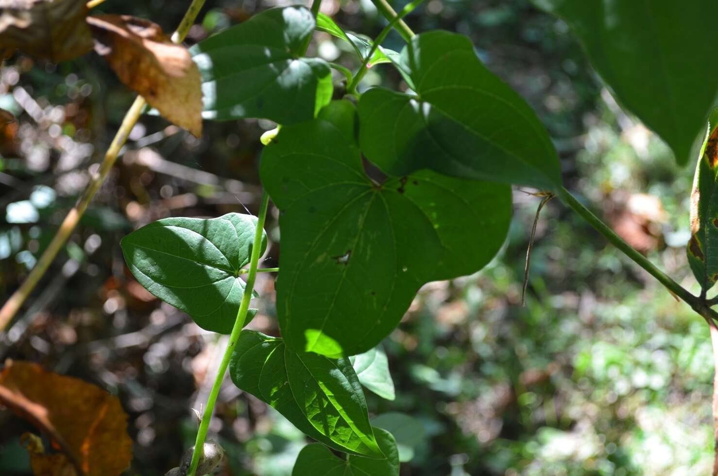 Image of Chinese yam