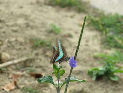 Image of <i>Graphium sarpedon connectens</i>