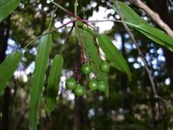 Imagem de Tapeinosperma tchingouense M. Schmid