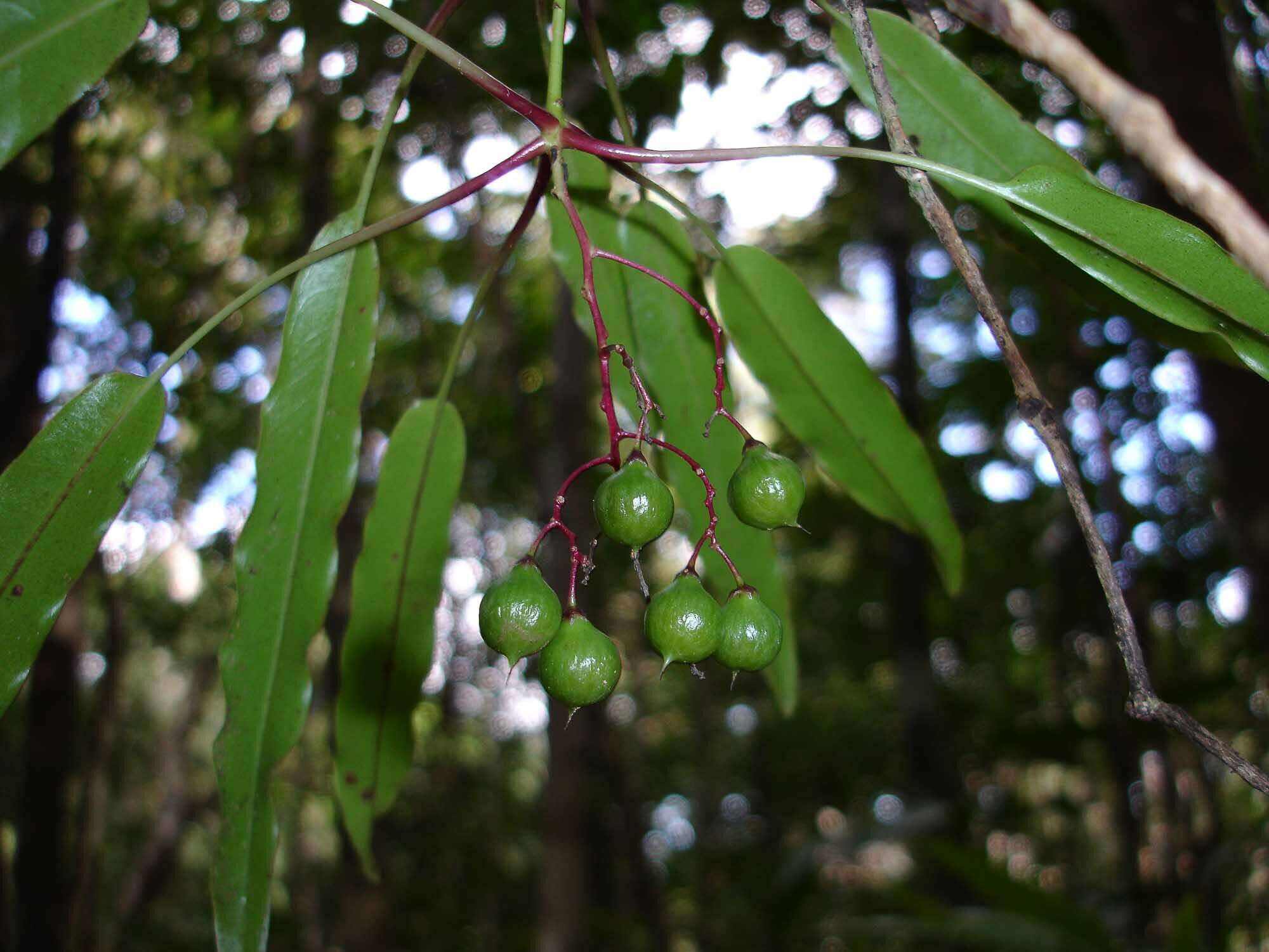 Sivun Tapeinosperma tchingouense M. Schmid kuva