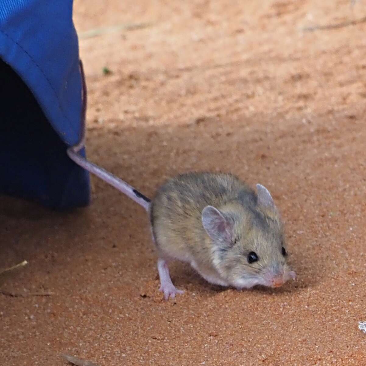 Image of Sandy Inland Mouse