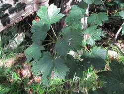 Acer heldreichii subsp. trautvetteri (Medvedev) E. Murray的圖片