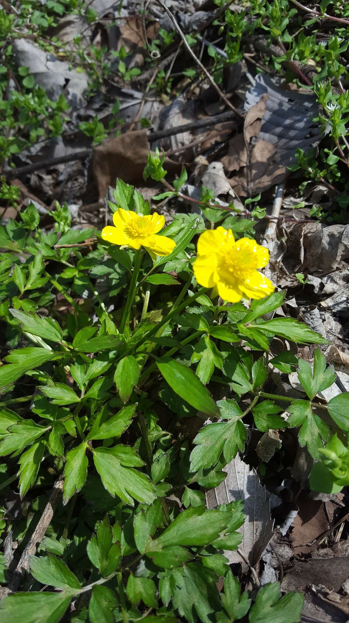 Ranunculus hispidus Michx.的圖片