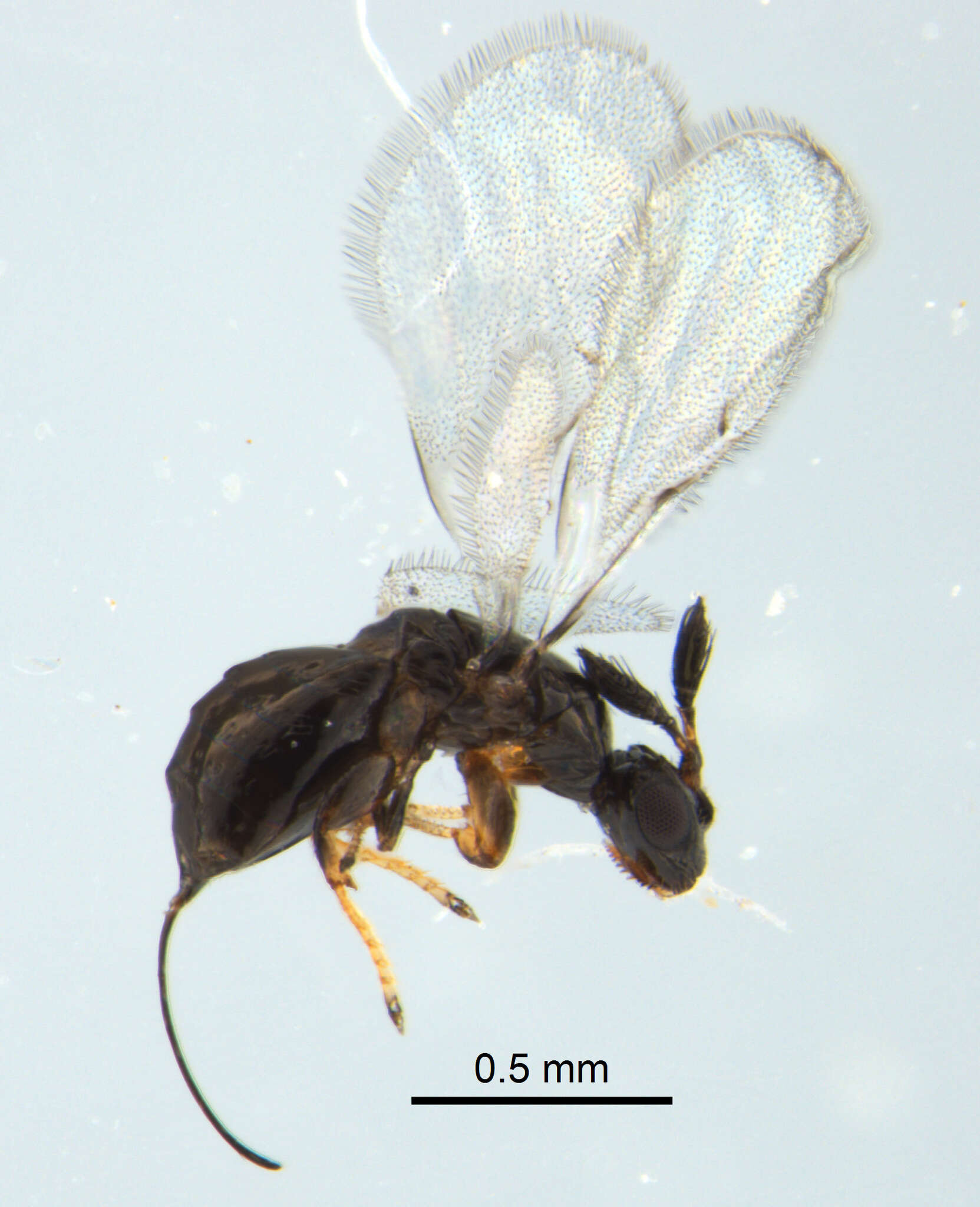 Image of Fig wasp