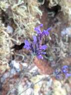 Plancia ëd Lavandula pinnata Lundmark