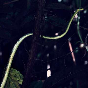 Image of Beautiful Bronzeback Tree Snake