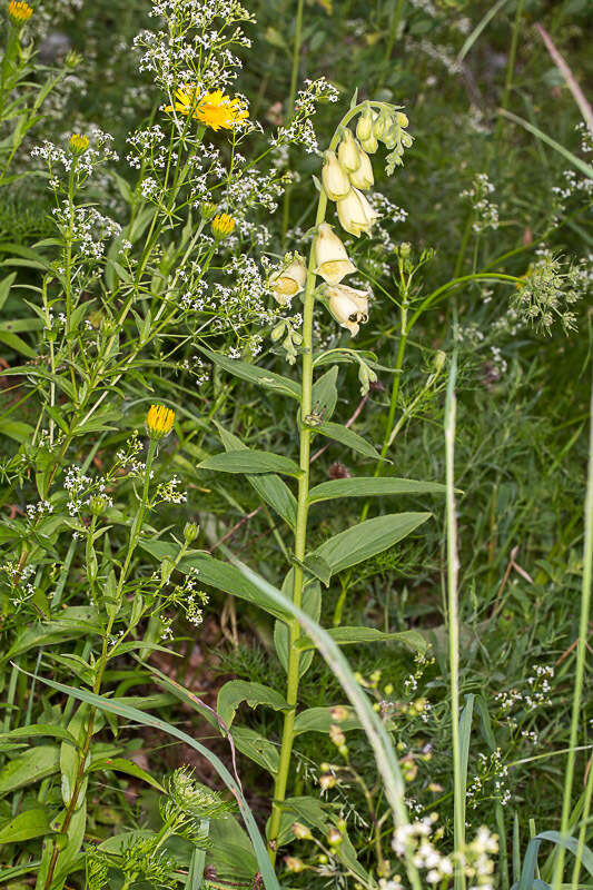 Imagem de Digitalis grandiflora Mill.