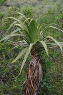 Image of Aloe pluridens Haw.