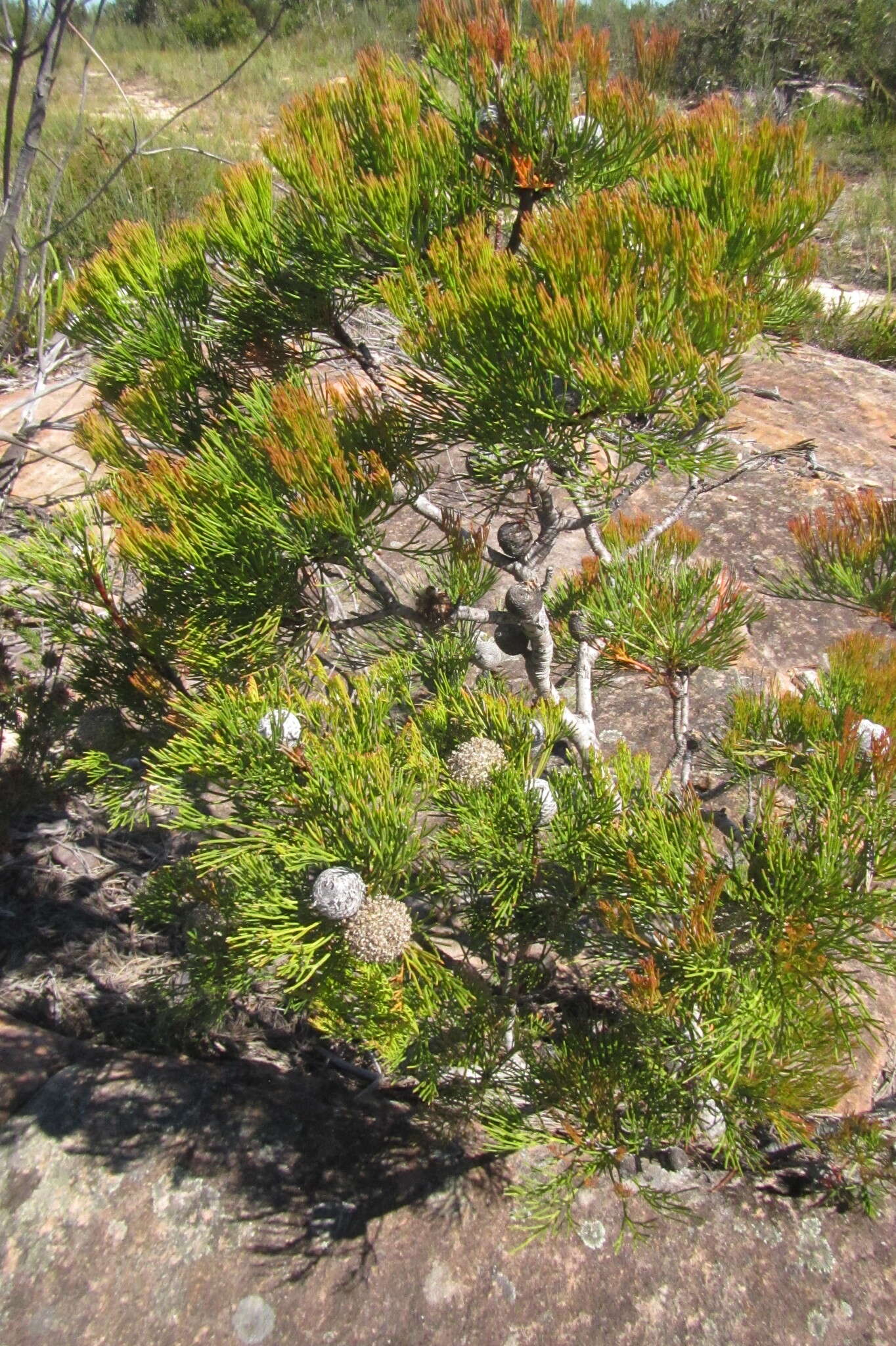 Image of Isopogon anethifolius (Salisb.) Knight