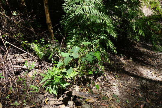 صورة Rubus moluccanus var. trilobus A. R. Bean