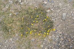 Image of Potentilla pamirica Th. Wolf