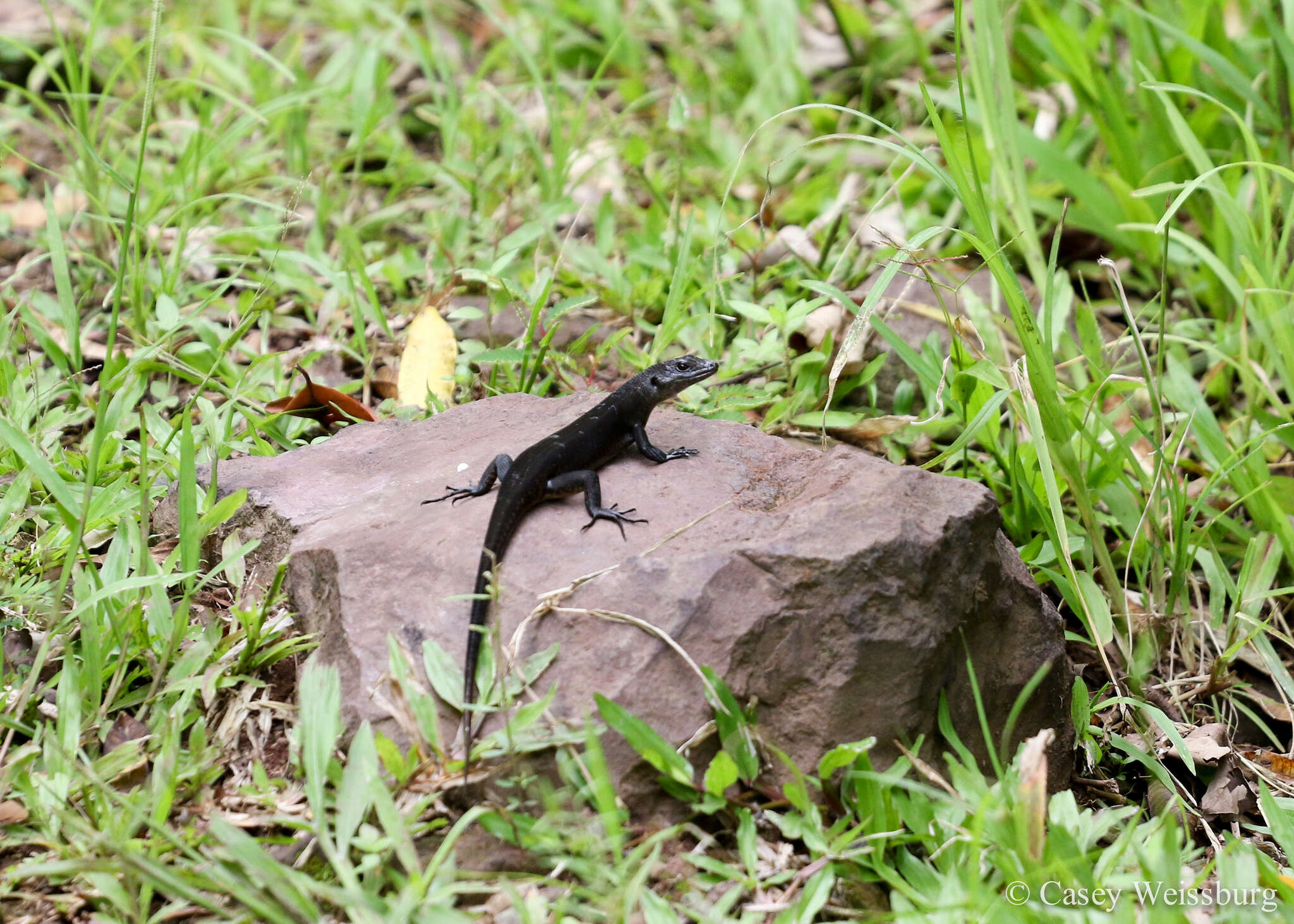 Image of Black Emo Skink