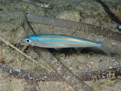 Image of Mediterranean sand smelt