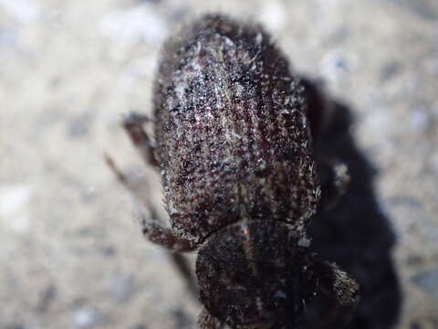 Image of Weevil