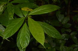 Image of Oreocnide integrifolia (Gaud.) Miq.
