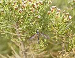 Image of Platyphasia wilsoni Alexander 1929