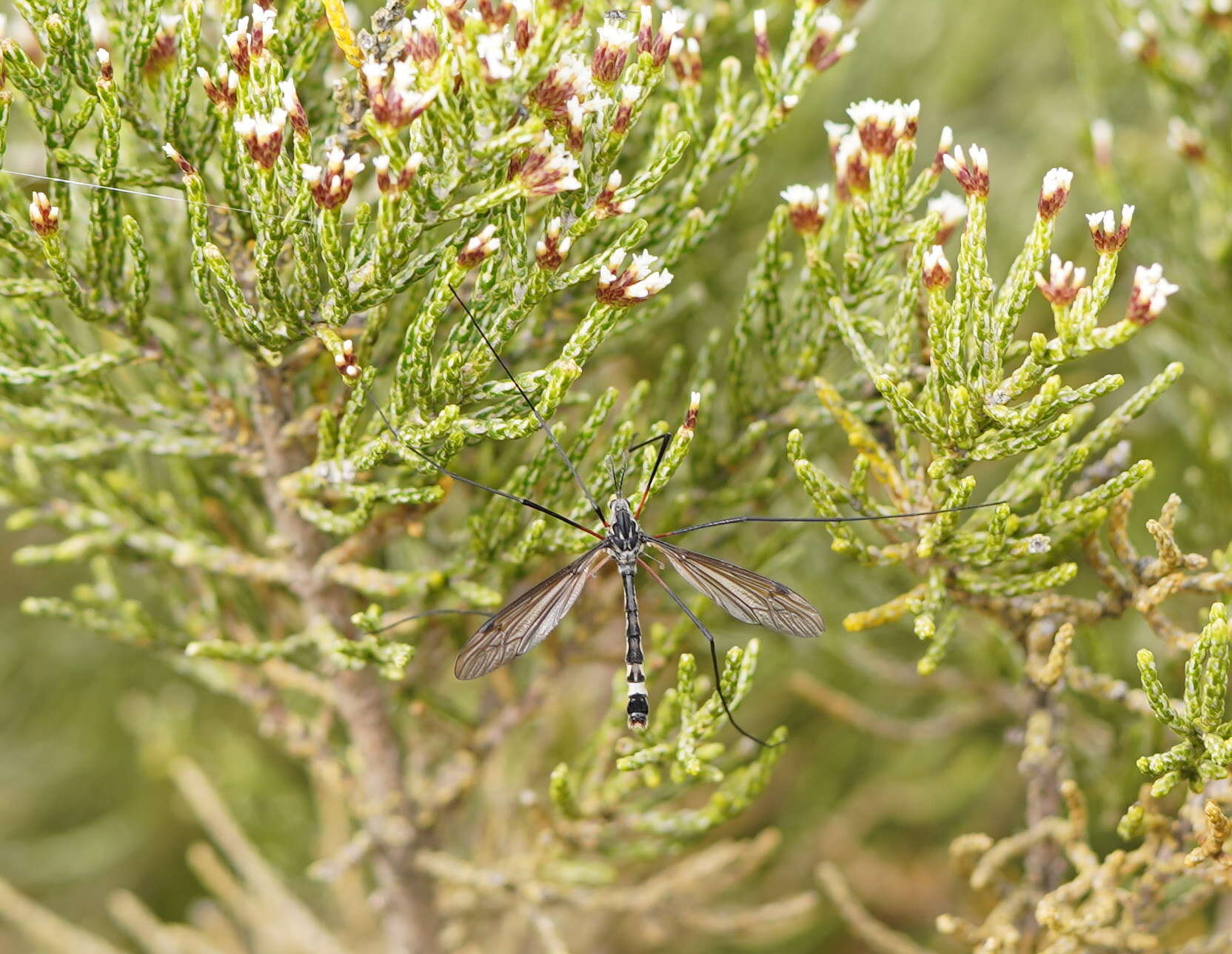 Image of Platyphasia wilsoni Alexander 1929