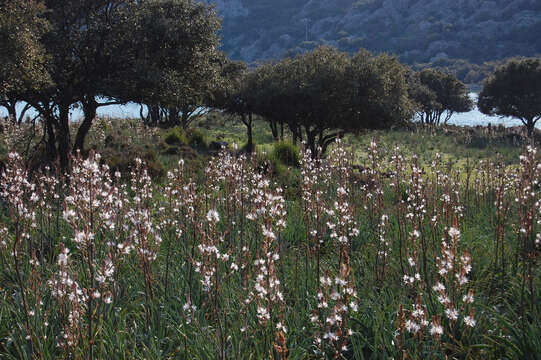 Image of Asphodelus ramosus subsp. ramosus