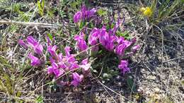 Plancia ëd Oxytropis triphylla (Pall.) Pers.