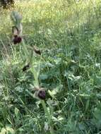 Image of Ophrys sphegodes subsp. montenegrina H. Baumann & Künkele