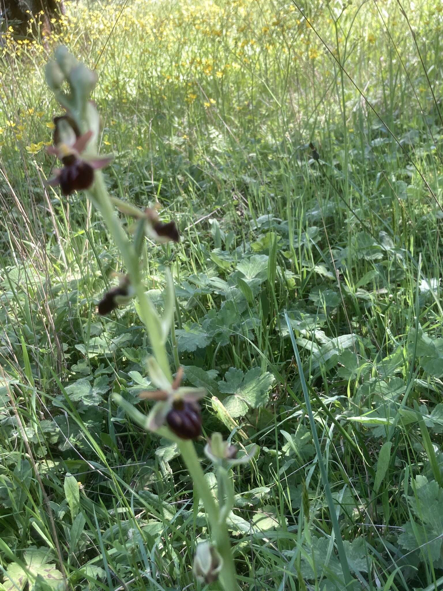 Image of Ophrys sphegodes subsp. montenegrina H. Baumann & Künkele