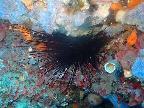 Image of long-spined urchin