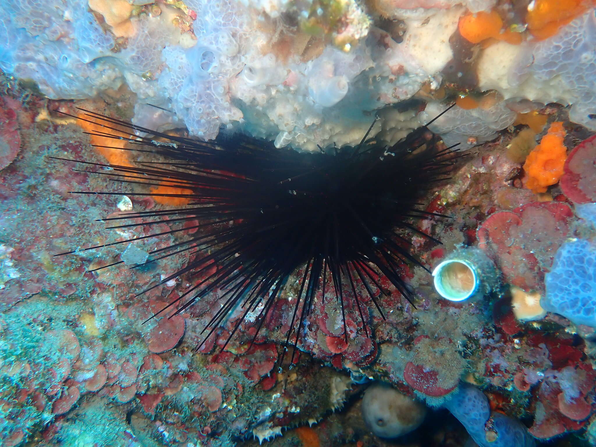 Image de Oursin diadème de Méditerranée