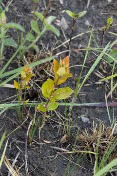 Image of Eugenia capensis subsp. albanensis (Sond.) F. White