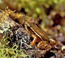 Image of Colostethus jacobuspetersi Rivero 1991