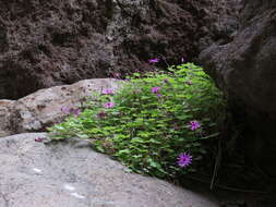 Image of Pericallis lanata (L'Hér.) B. Nord.