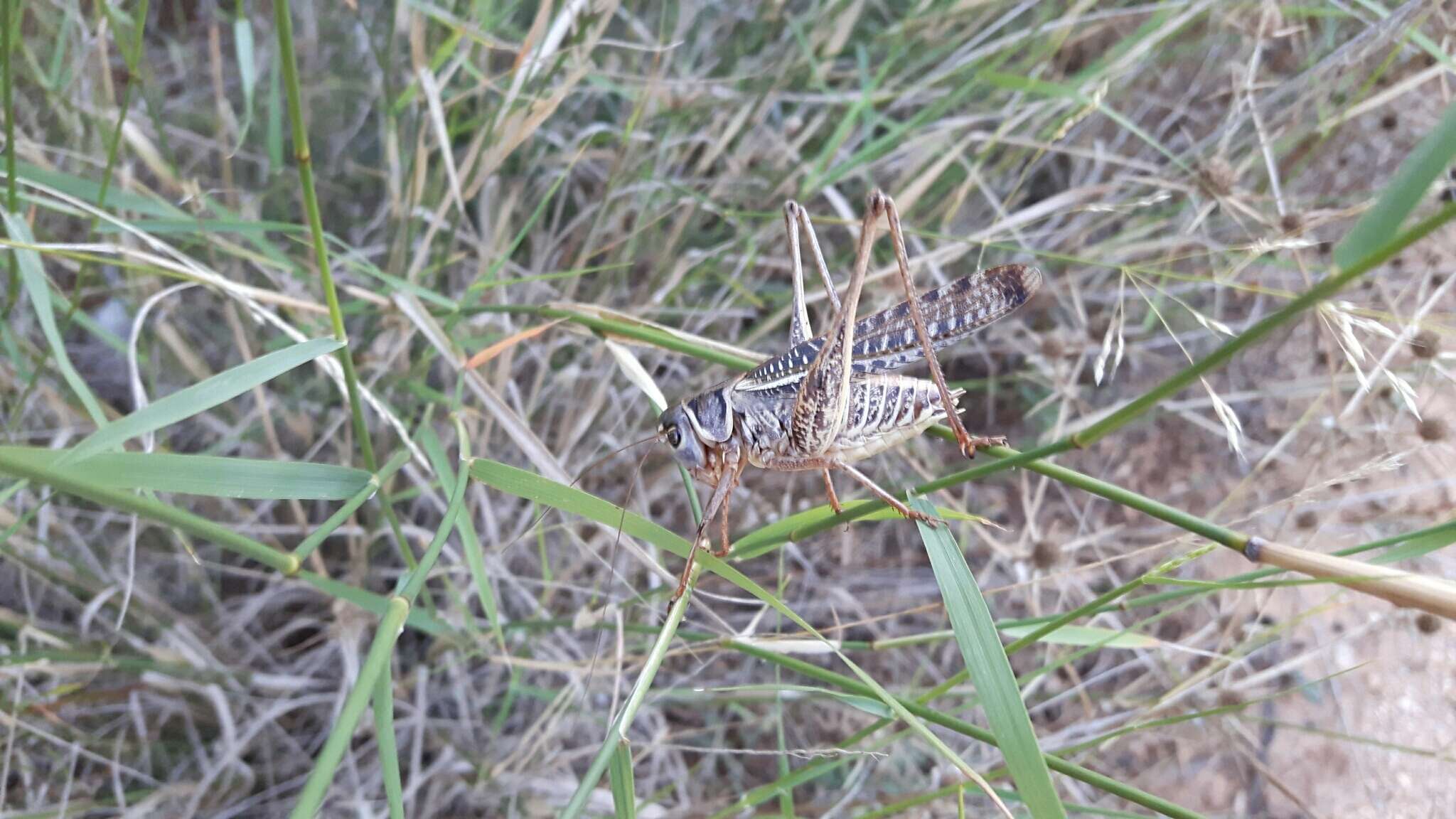 Image of Decticus albifrons (Fabricius 1775)